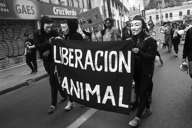 Anonymous For The Voiceless Valparaíso (10-12-2017)