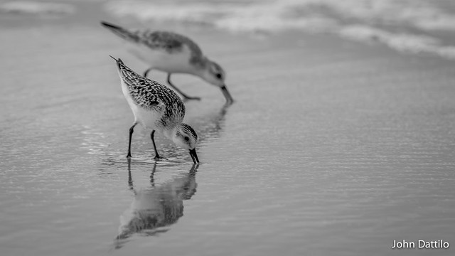 Sanderlings foraging on the beaches of Gulf Shores Alabama.
