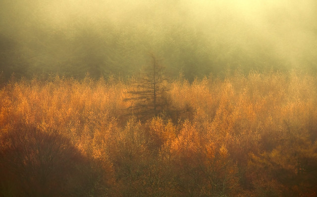 Misty Autumn Morn' The Lone Pine Stands Tall !