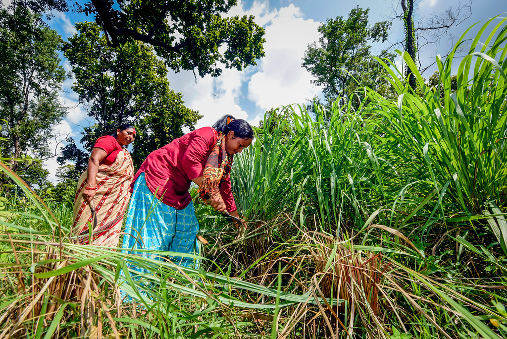 Women harvest lemongrass in the Chisapani Community Forest, which will be distilled down into an essential oil.