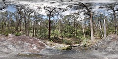 360 view of Fern Gully Trail at Lowden Forest Park