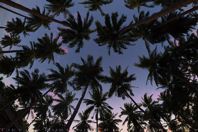 Coconut trees perspective