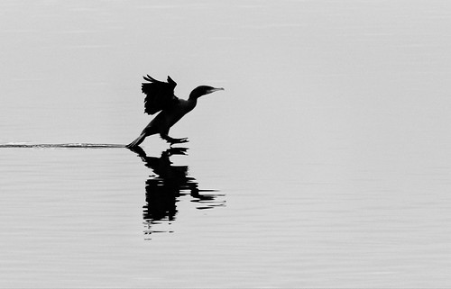 Cormorant landing | by tjb7735