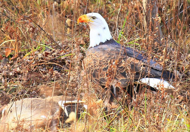 bald eagle eating white-tailed deer buck along Prairie Farmer Trail IA 854A8972