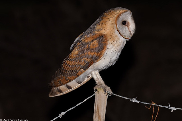Barn Owl - Coruja-das-torres