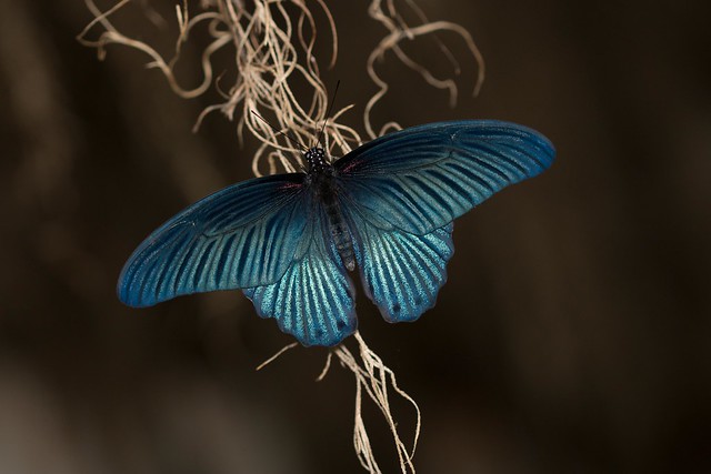 Great Mormon Butterfly (Papilio memnon)