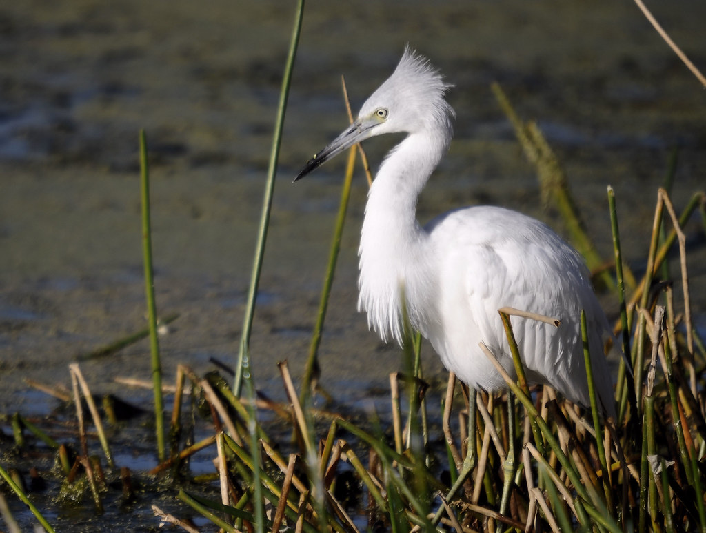 Ruffled Blue | Juvenile Little Blue Heron. Birds of the Peac… | Flickr