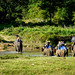 Tourists on elephant safari