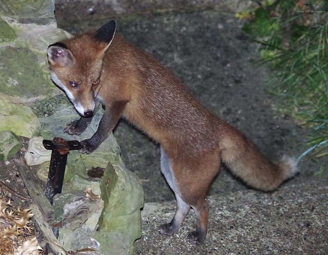 Urban red fox uk garden  (1)