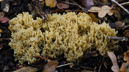 Coral fungus, Castle Grounds, Bridgnorth