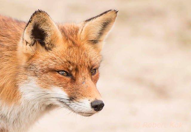 Vulpes vulpes/Renard Roux/Red Fox