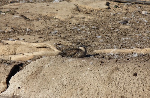 Garganey, garganey