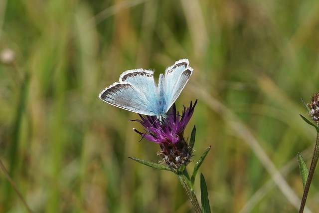 Chalkhill Blue (male)