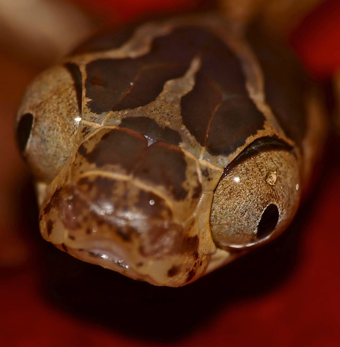 Blunthead Tree Snake (Imantodes cenchoa) juvenile close-up… | Flickr