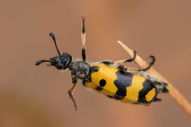 Tiny blister beetle