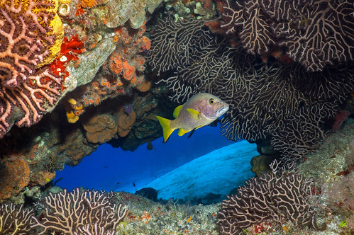 Schoolmaster Snapper -DSC05191aa | by rwe0207