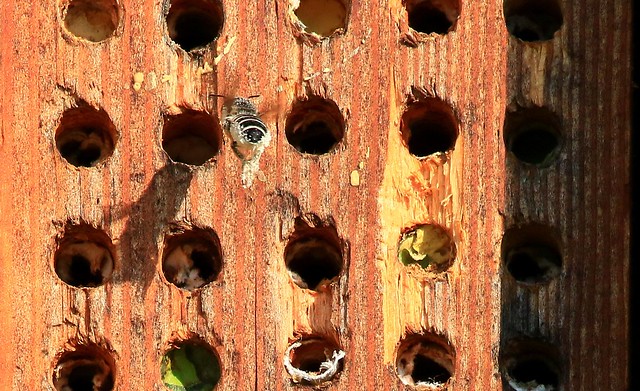 orchard mason bee entering house at Seed Savers Exchange IA 854A5551