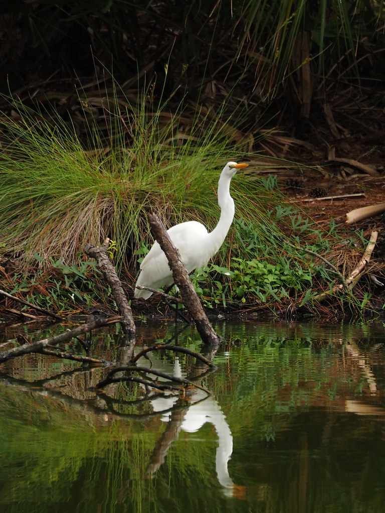 Great Egret | OLYMPUS DIGITAL CAMERA | carlinsc | Flickr