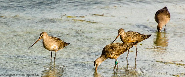 1378 Banded Hudsonian Godwit