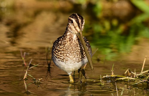 botswana africansnipe gallinagonigripennis lobatse