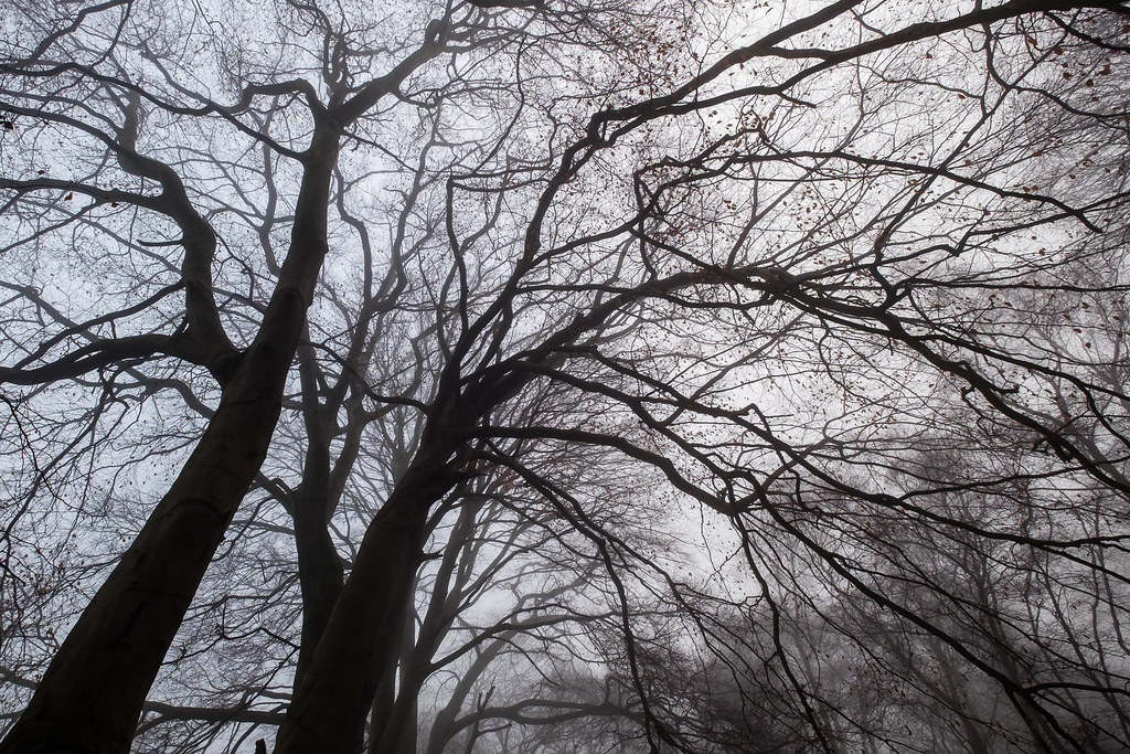 D'immenses arbres squelettiques courbaient leurs branches à notre passage