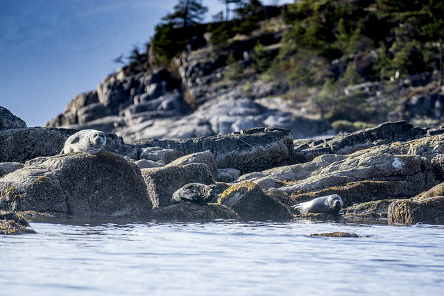 Seals - Nelson Island