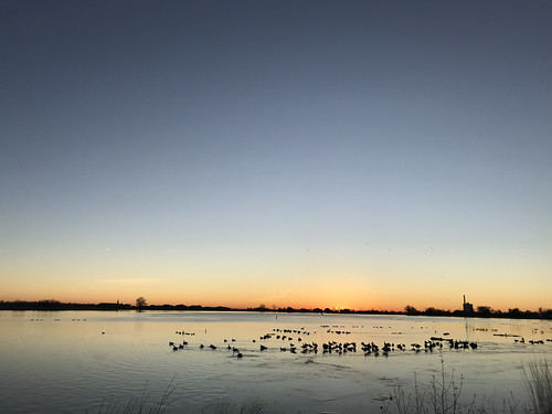Ice, Geese, Sun by SteveMlodinow, Windsor Lake, about 20% covered in ice at sunrise. 100s of geese and dozens of gulls stood on the ic