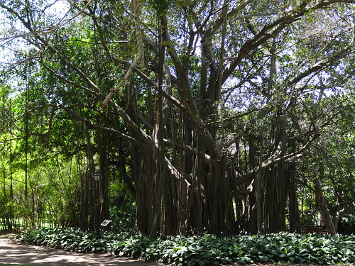 Durban Botanical Gardens