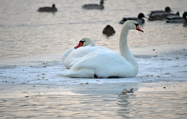 Mute Swans. 💕
