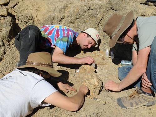 Remains of ancient sea cow discovered on California's Channel Islands