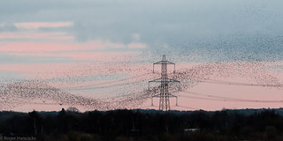 Murmuration of Starlings at Potteric Carr Doncaster