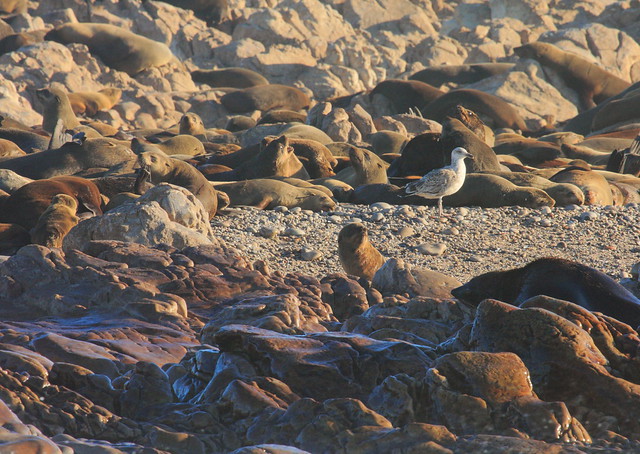 Seals and gull