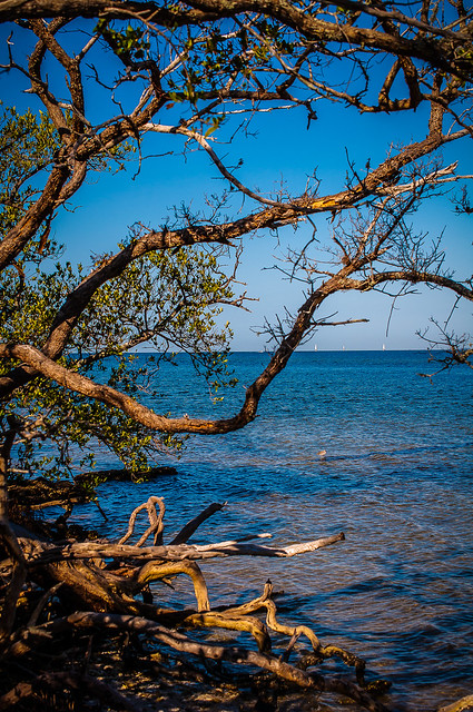 Reaching for the water - Riverview Pointe Preserve & Desoto National_
