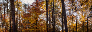 Autumn Forest Pano