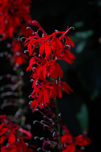 Red Flowers