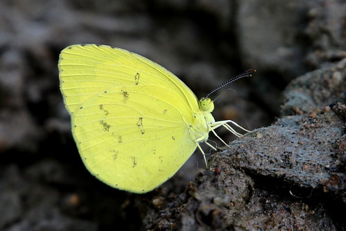 butterfly insect thailand nakhonsawan pieridae nature kongkien