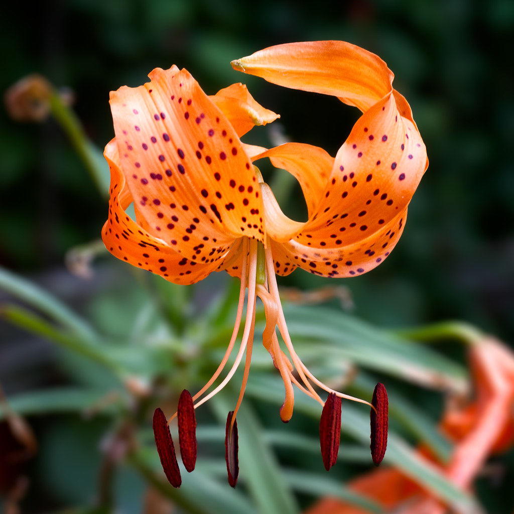 Tiger Lily [Lilium Lancifolium)