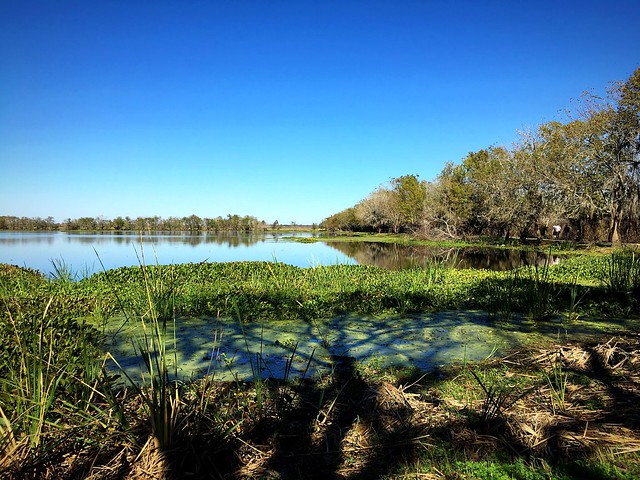 Brazos Bend State Park in SE Texas.