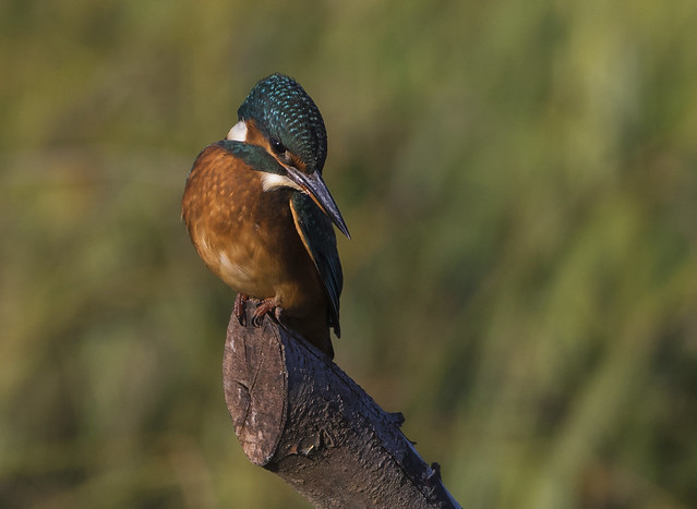 Lady Kingfisher - I really like the look of this stick