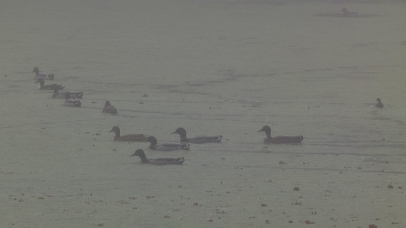 Mallards in the mist, Pendeford Mill