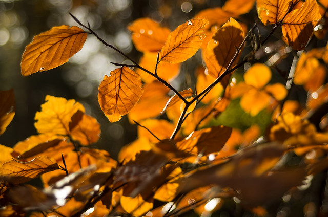 Fall Leaves II