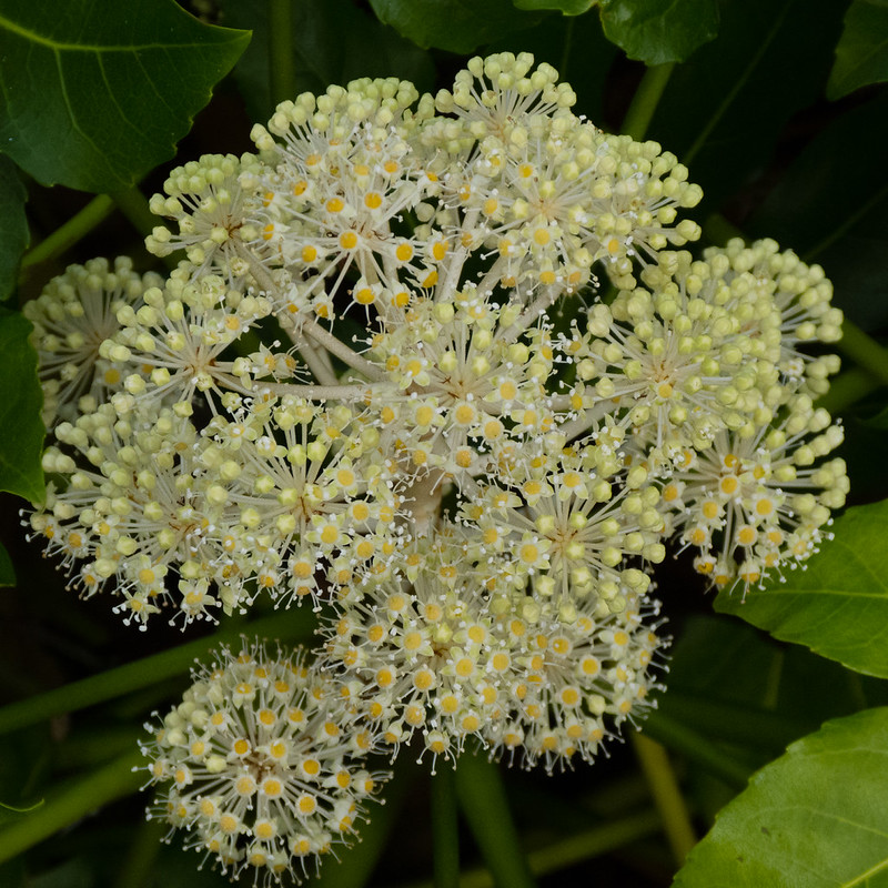 Winter flower: fatsia, West Park