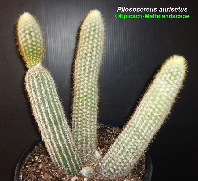Pilosocereus aurisetus (Growth example pic #1)