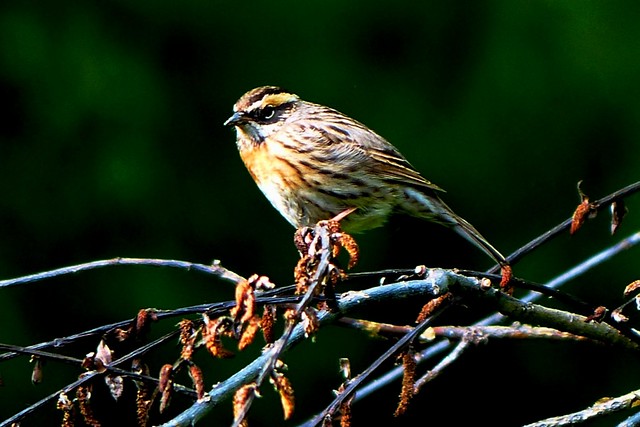 Rufous-breasted Accentor - Western Himalayas