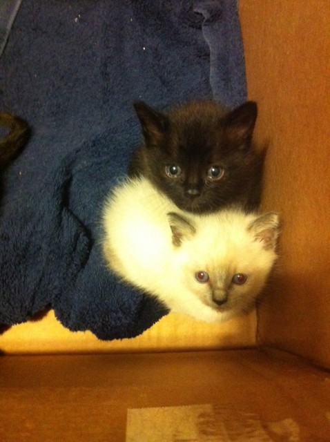 I also found a baby picture of Outlier and one of her siblings,... - The Caturday