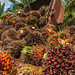Oil palm in Brazil