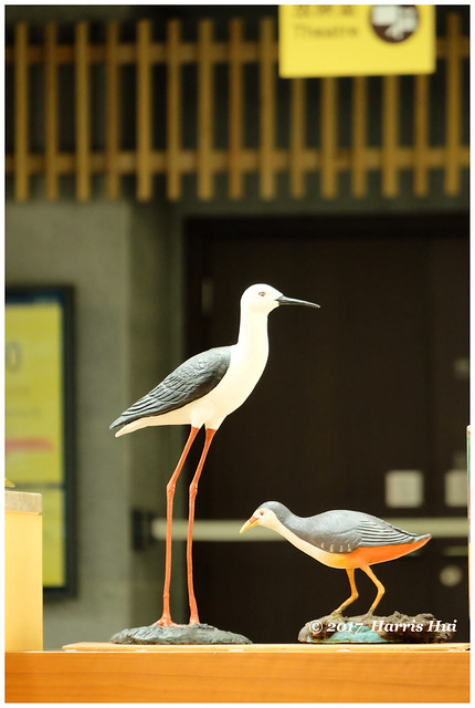 Bird Photography - Hong Kong XT4827e