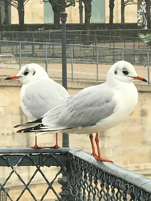 Gulls at the Tuileries gardens