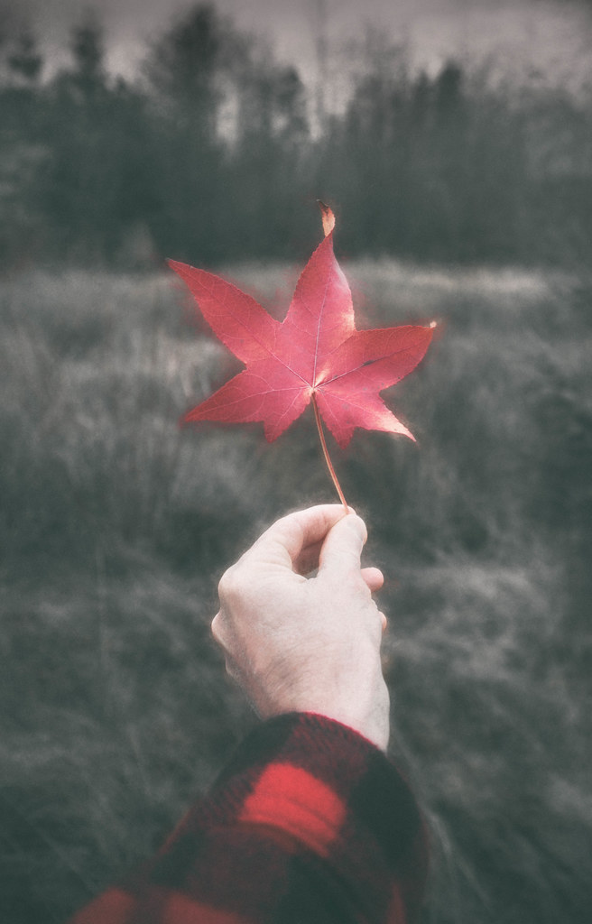 The last leaf of autumn