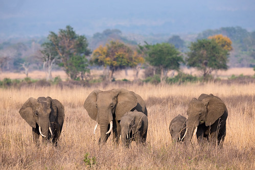 geo:lat=733212400 geo:lon=3711481600 geotagged tanzania africa afrika wildlife safari animal dier mikuminationalpark elephant loxodontaafricana olifant specanimal